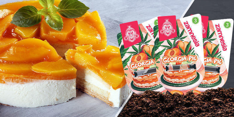 Georgia Pie Georgia Pie