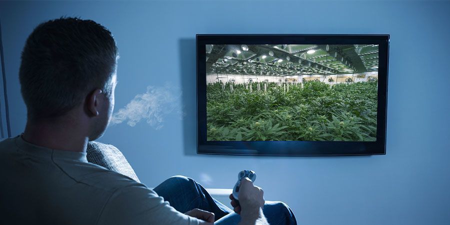Matcha weed med dokumentärer PAIRING WEED WITH DOCUMENTARIES