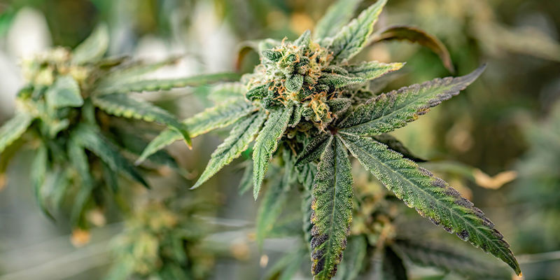 10 mest ovanliga platser att odla cannabis 10 mest ovanliga platser att odla cannabis