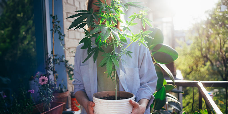 Odla hemma: Cannabis gjort enkelt Grow At Home: Cannabis Made Easy