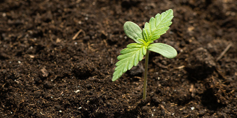 Odla cannabis i rymden Cultivating Space Cannabis