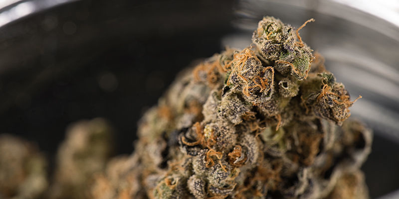 Har cannabis varit i rymden förut? Has Cannabis Been To Space Before?