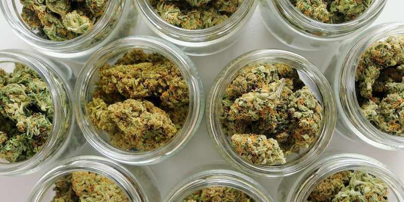 Vad är den bästa processen för att curera cannabis? Vad är den bästa processen för att curera cannabis?