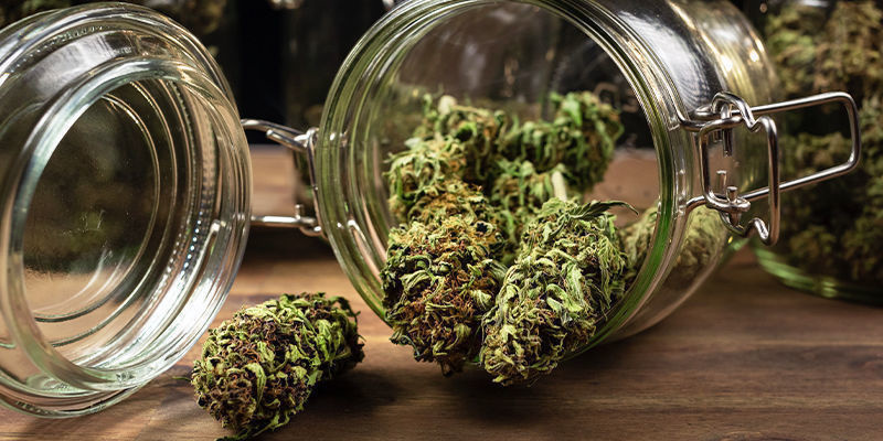 Varför härdning av cannabis är så viktigt Varför härdning av cannabis är så viktigt