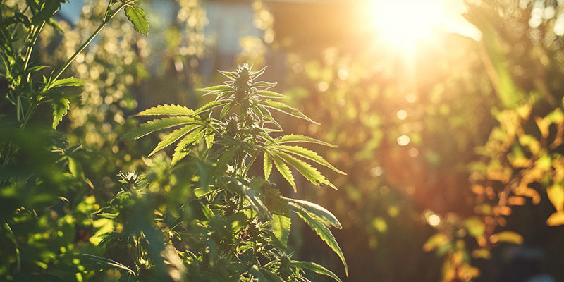 Hur du väljer rätt cannabissorter att odla i Kalifornien How To Choose The Right Cannabis Strains To Grow In California