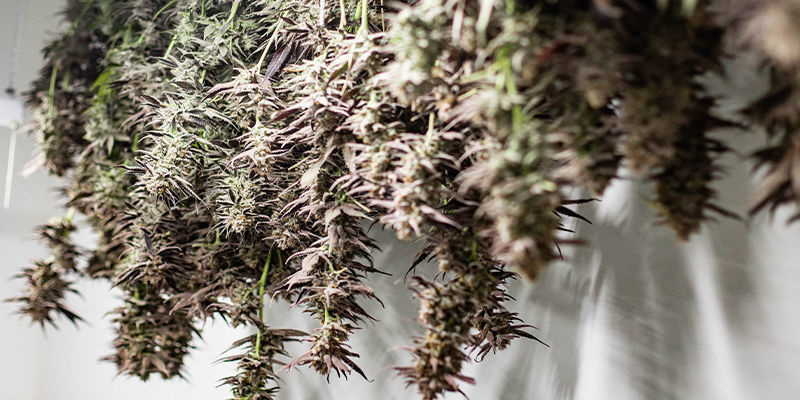 Vilka är fördelarna med att odla cannabis upp och ner? What Are The Benefits Of Growing Cannabis Upside Down?