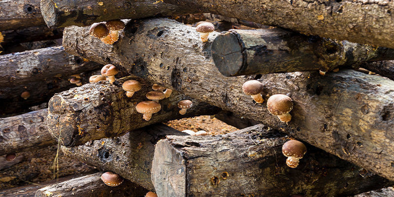 Stockar Logs