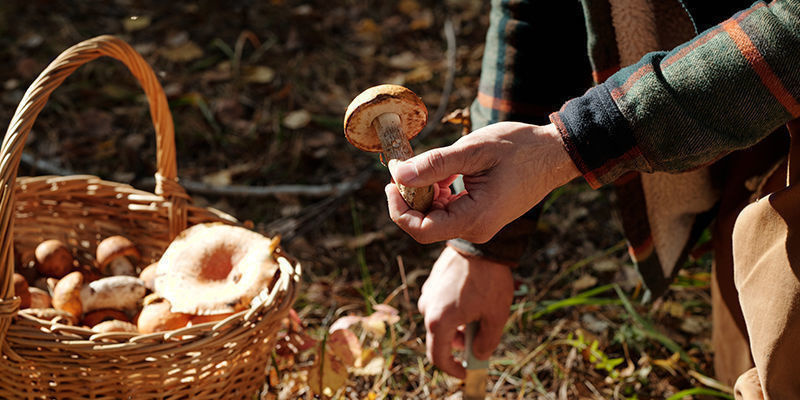 Svampodling genom århundradena Mushroom Growing Over The Centuries