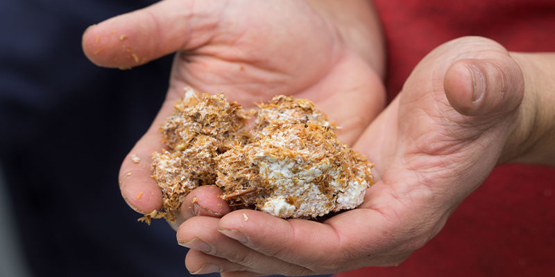 Sågspånssubstrat Sawdust Substrate