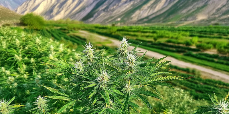 Odling av afghanska landracesorter Odling av afghanska landracesorter