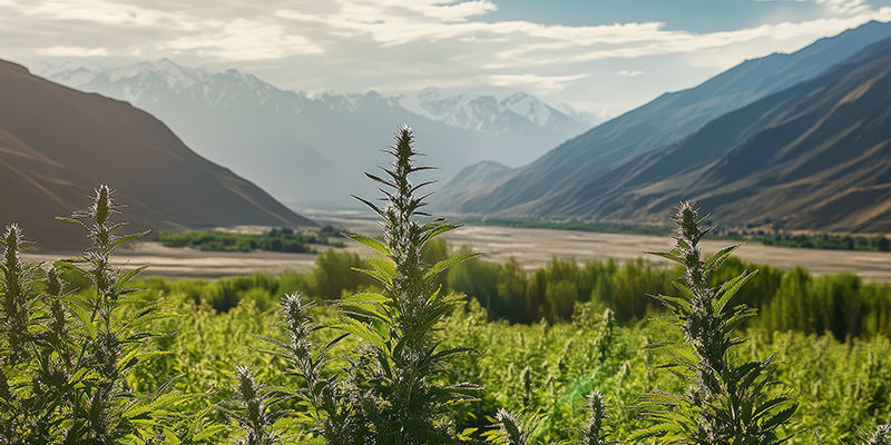 Historien om afghanska landraser The History Of Afghan Landrace Strains