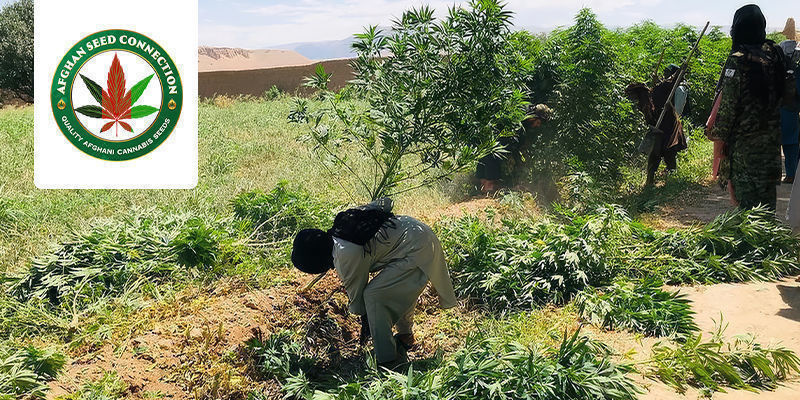 Den unika resan med Afghan Seed Connection The Unique Journey Of Afghan Seed Connection
