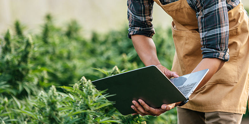 10 intressanta cannabisföretag för 2024 10 intressanta cannabisföretag för 2024