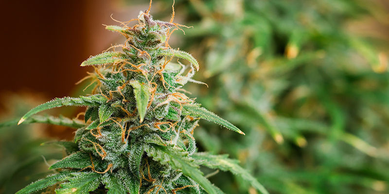 Odlingens utmaningar med Road Kill Skunk Cultivation Challenges Of Road Kill Skunk