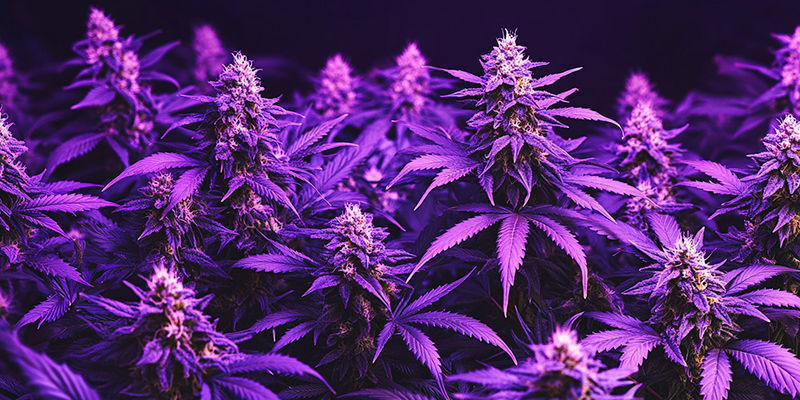 Cannabisodling: 10 urbana myter och skrönor Cannabis Growing: 10 Urban Legends & Myths