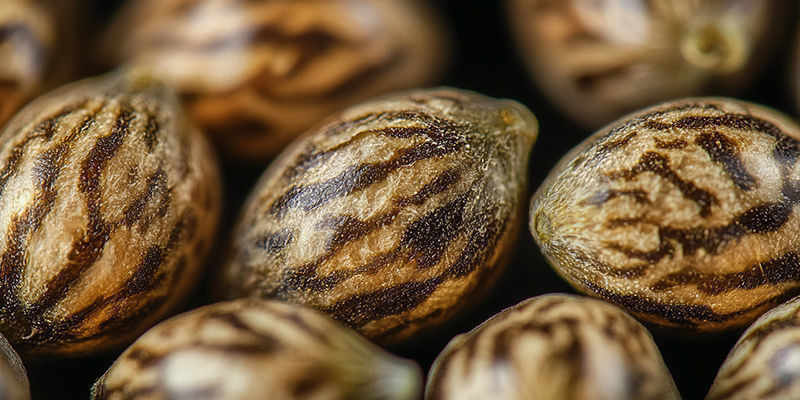 Högkvalitativa cannabisfrön ska ha tigerränder High-quality Seeds Should Have Tiger Stripes