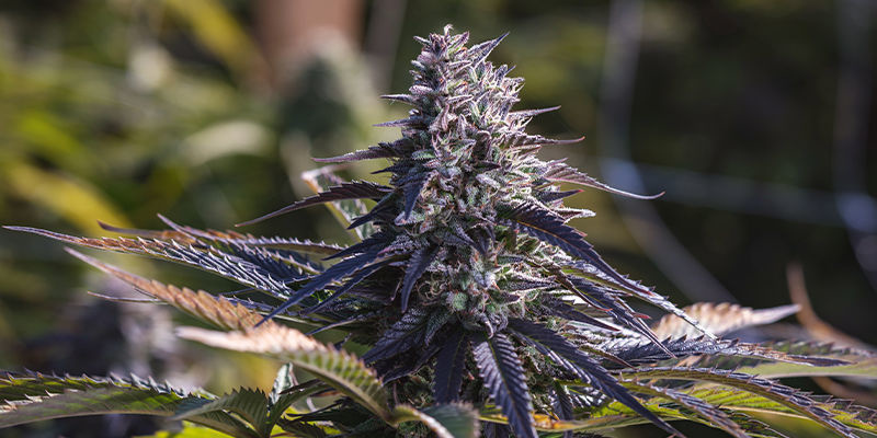 Dags att avliva några cannabis-myter? Dags att avliva några cannabis-myter?