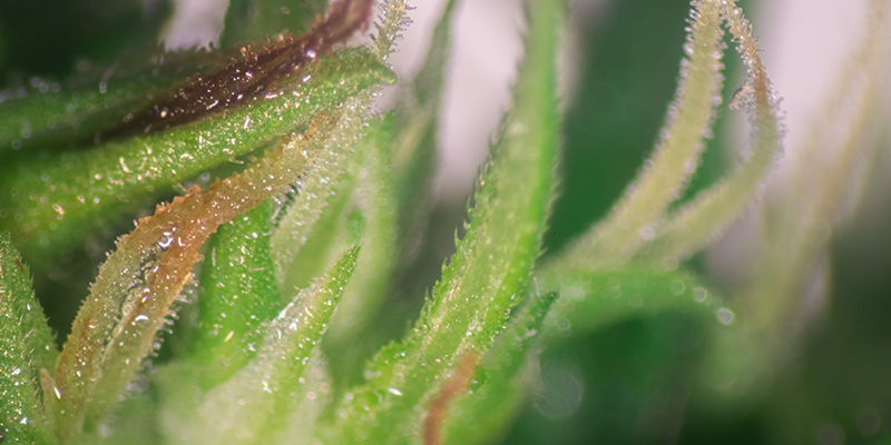 Du kan avgöra din plantas kön genom antalet toppar Du kan avgöra din plantas kön genom antalet toppar