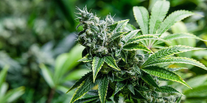 Cannabis och kreatin: hårdare, bättre, snabbare, starkare? Cannabis och kreatin: hårdare, bättre, snabbare, starkare?
