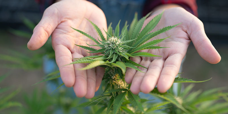 Kommer kreatin få mina cannabisplantor att växa snabbare? Kommer kreatin få mina cannabisplantor att växa snabbare?