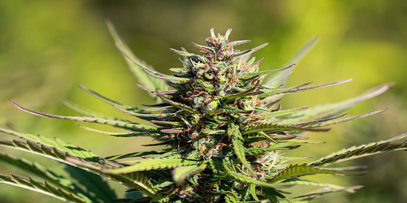 Kommer kreatin att få mina cannabisplantor att se bättre ut? Kommer kreatin att få mina cannabisplantor att se bättre ut?