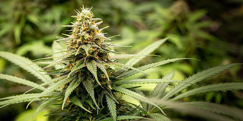 Mary Jane: De bästa sorterna för den stora dagen Mary Jane: De bästa sorterna för den stora dagen