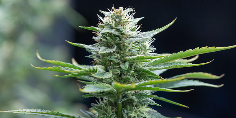 Uppmärksamhet, skattsökande cannabisentusiaster Attention treasure-hunting tokers