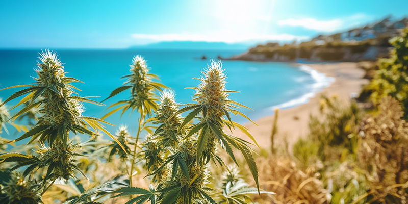 Odla cannabis vid havet: En strandnära succé! Odla cannabis vid havet: En strandnära succé!