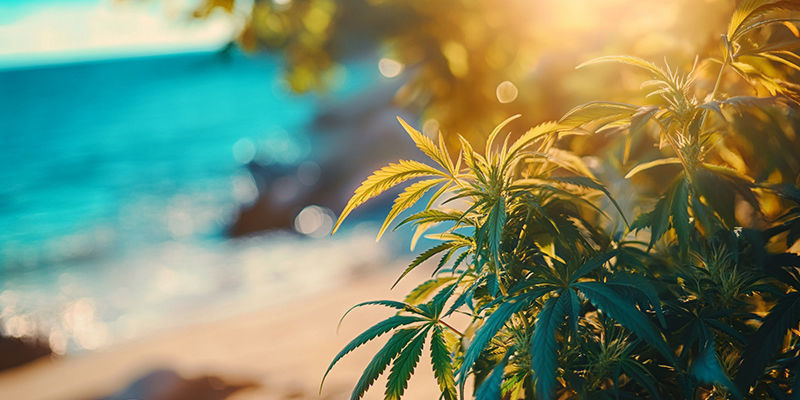 Odla cannabis vid havet: vad du kan förvänta dig Odla cannabis vid havet: vad du kan förvänta dig