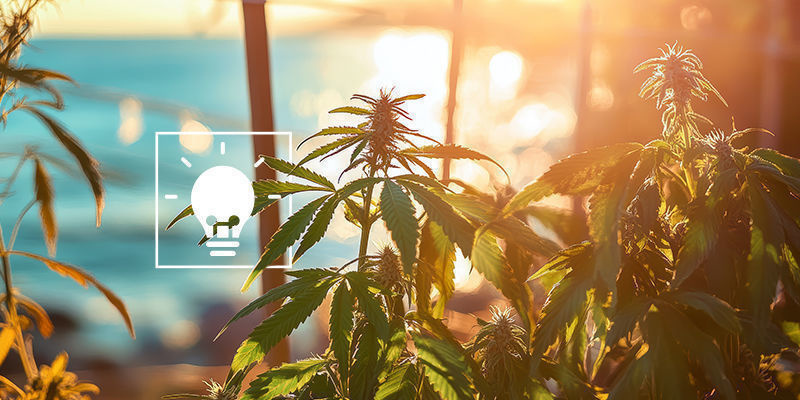 Tips för att odla cannabis vid havet Tips för att odla cannabis vid havet