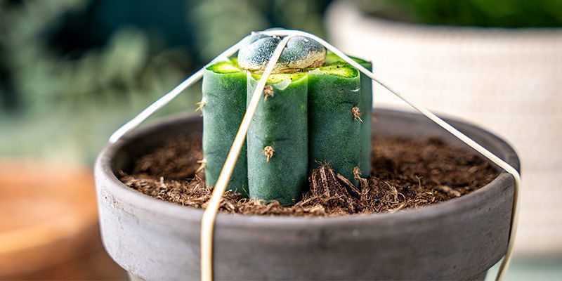 Fäst gummiband lodrätt runt Echinopsis-krukan och över peyoten för att hålla ett jämnt tryck. Wrap Rubber Bands Vertically Around The Pot Of The Echinopsis And Over The Peyote To Maintain Pressure.