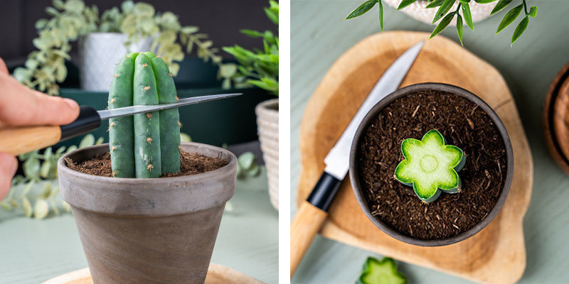 Doppa bladet i T-röd/denaturerad sprit för att sterilisera det. Med ett enda rent snitt tar du bort några centimeter från toppen av Echinopsis. Dip Your Blade Into The Methylated Spirits To Sterilise It. In One Clean Cut, Remove A Few Centimetres From The Top Of The Echinopsis.