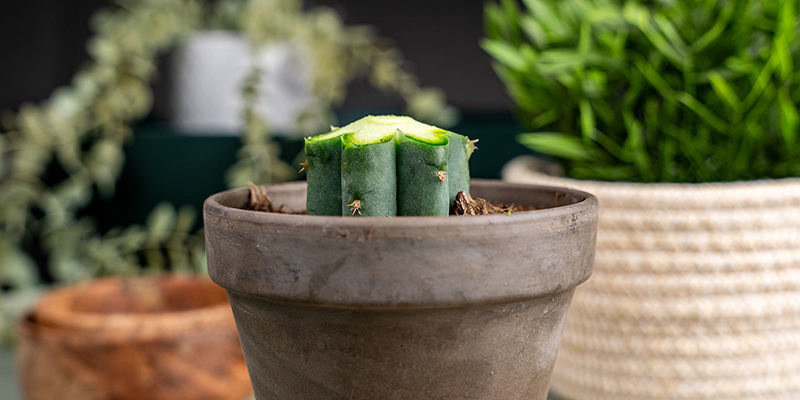 Fasa av toppen på varje ribba på Echinopsis. Bevel The Top Of Each Rib On The Echinopsis.
