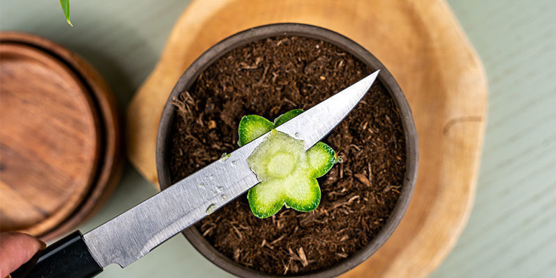 Nu behöver toppen på grundstammen skäras av igen – men den här gången tar du bara bort en mycket tunn skiva. Now, The Top Of The Rootstock Plant Must Be Cut Off Again, But This Time, Only A Very Thin Slice Must Be Removed.