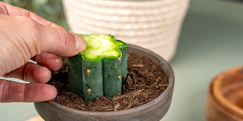 Nu kan du ta bort den tunna skyddsskiva du skar från både Echinopsis-grundstammen och peyoten. Now, You Can Remove The Thin Protective Sliver You Cut From Both The Rootstock Of Echinopsis And The Peyote.