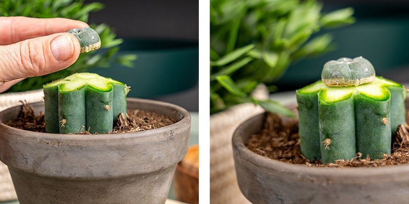 Tryck försiktigt ner peyoten mot toppen av Echinopsis för att få bort eventuell luft. Gently Press The Peyote Onto The Top Of The Echinopsis To Remove Any Air.