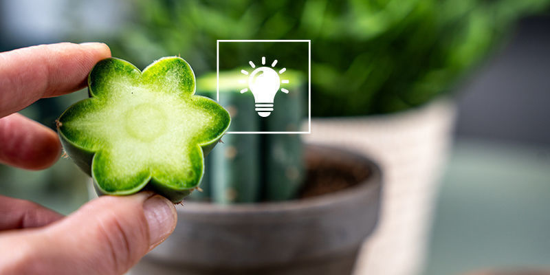 Tips och råd för ympning av peyote Peyote Grafting Hints And Tips