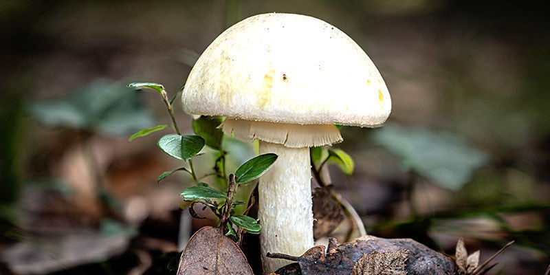 Dödlig flugsvamp Death Cap