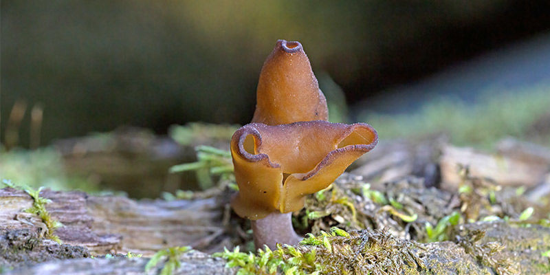 Falsk murkla False Morel