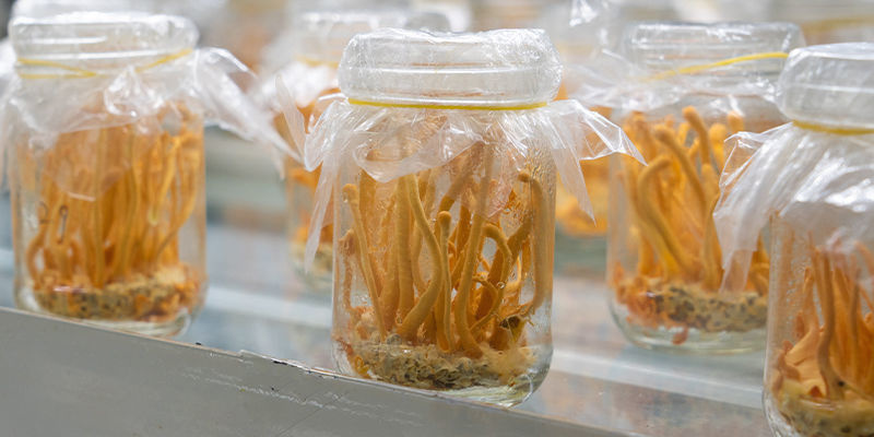 Odla Cordyceps-svamp: Steg-för-steg-guide Odla Cordyceps-svamp: Steg-för-steg-guide