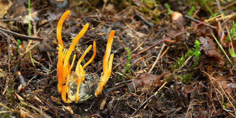 Odla cordycepssvampar: felsökning Odla cordycepssvampar: felsökning