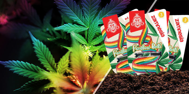 Rainbow Belts Rainbow Belts
