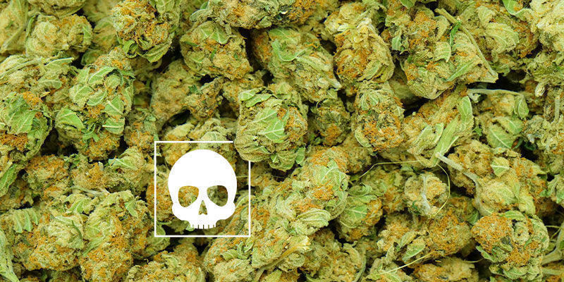 Hur mycket cannabis är ”för mycket”? Hur mycket cannabis är ”för mycket”?