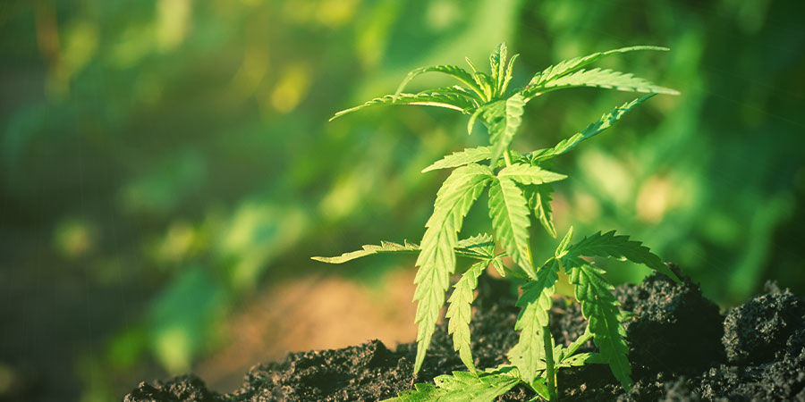 Så odlar du Blue Cheese HOW TO GROW BLUE CHEESE