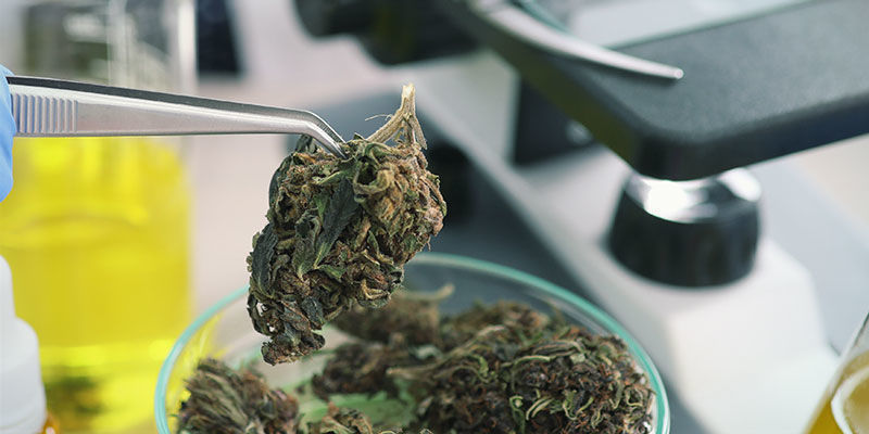 Framtiden f&ouml;r cannabis och dess f&ouml;rdelar