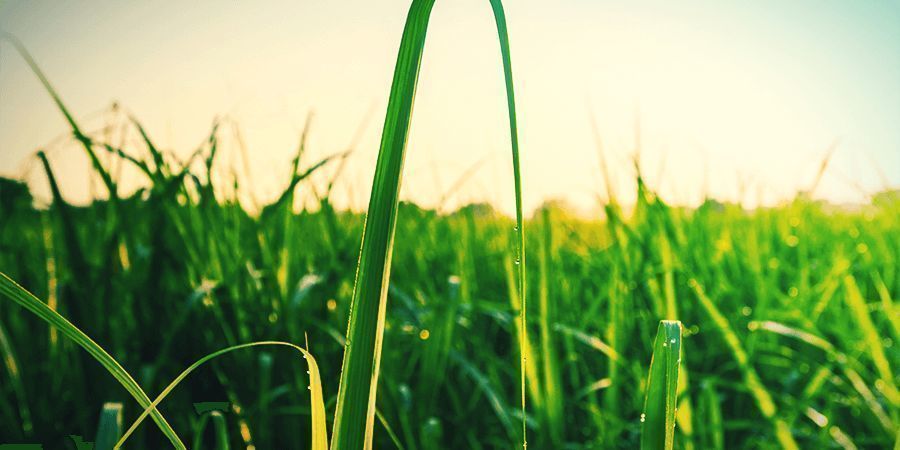 Sockerrör sugar cane