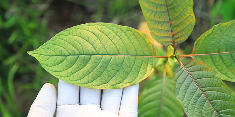 Välj rätt kratom-sort för dig Välj rätt kratom-sort för dig