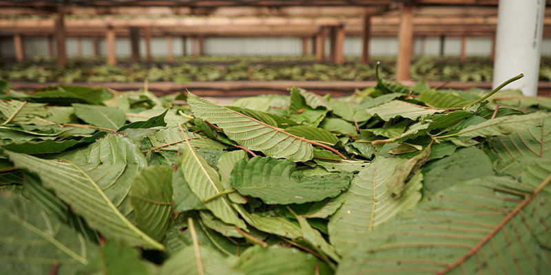 Vad är kratom? Vad är kratom?