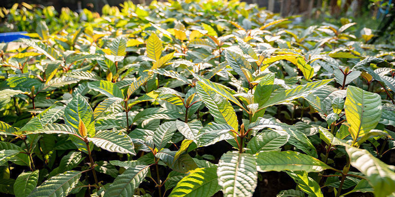 Vad är skillnaden mellan kratomsorter? What is the difference between kratom strains?