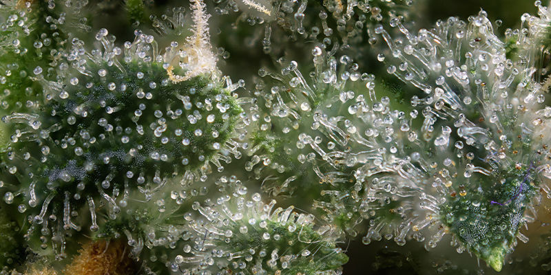 Cannabis som ett verktyg för biohacking Cannabis as a biohacking tool